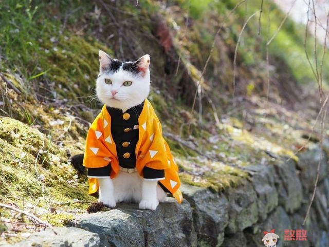 【动漫趣闻】可爱猫咪玩《鬼灭之刃》cosplay角色扮演，炭治郎跟祢豆子的互动令人遐想