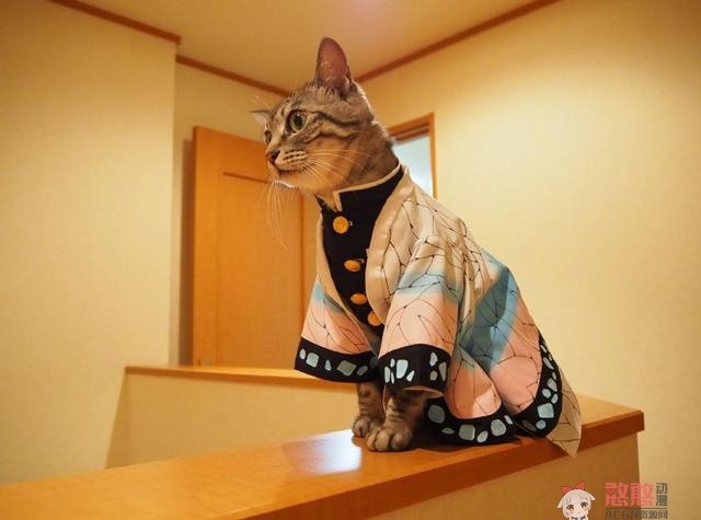 【动漫趣闻】可爱猫咪玩《鬼灭之刃》cosplay角色扮演，炭治郎跟祢豆子的互动令人遐想
