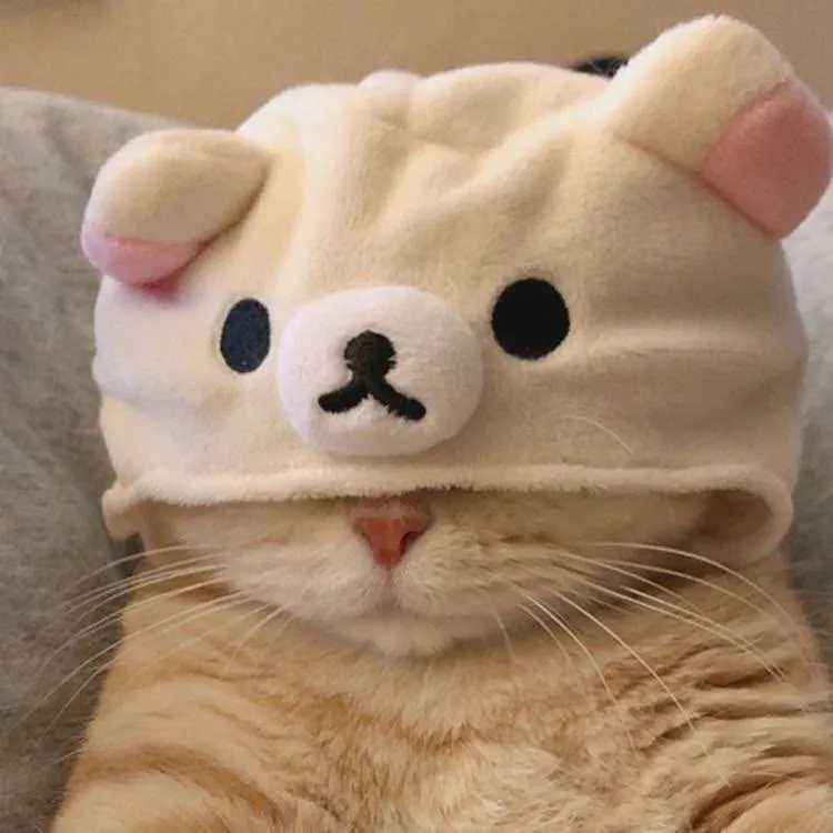可爱宠物猫猫头像