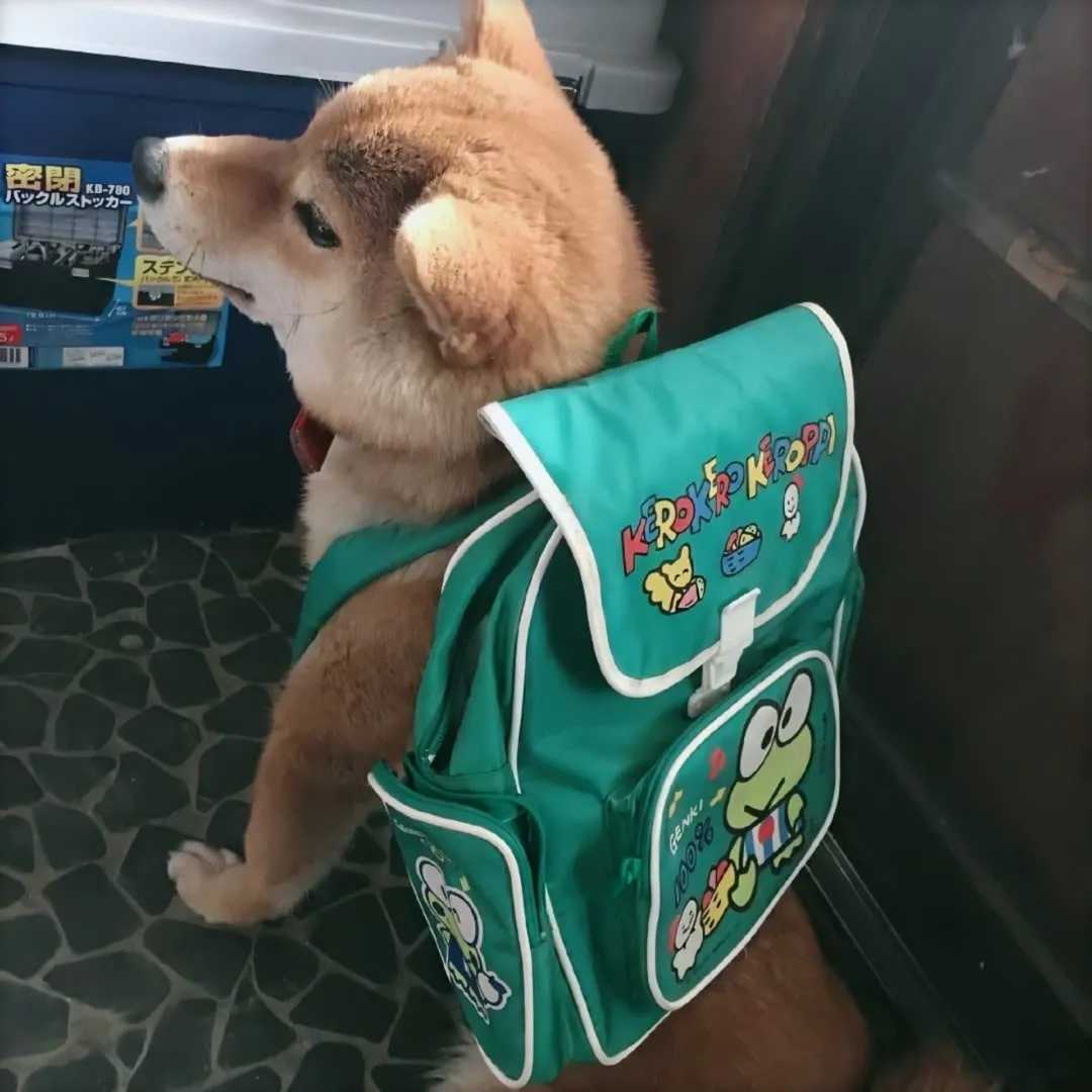 可爱宠物猫猫头像