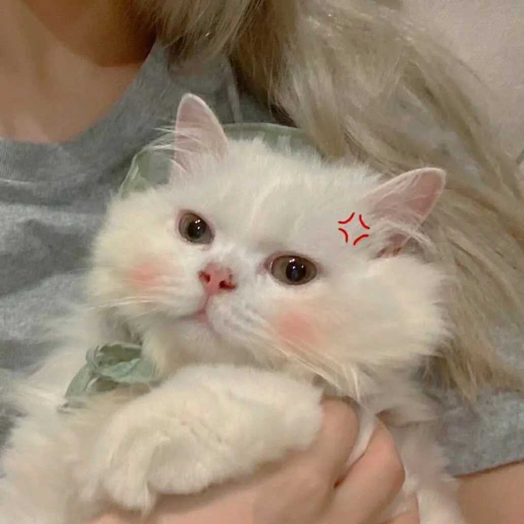 可爱宠物猫猫头像