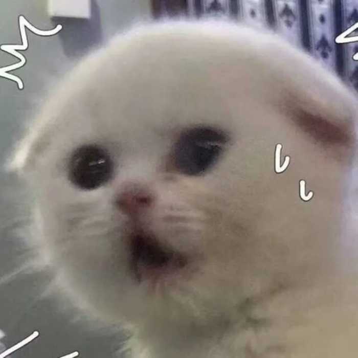 可爱宠物猫猫头像