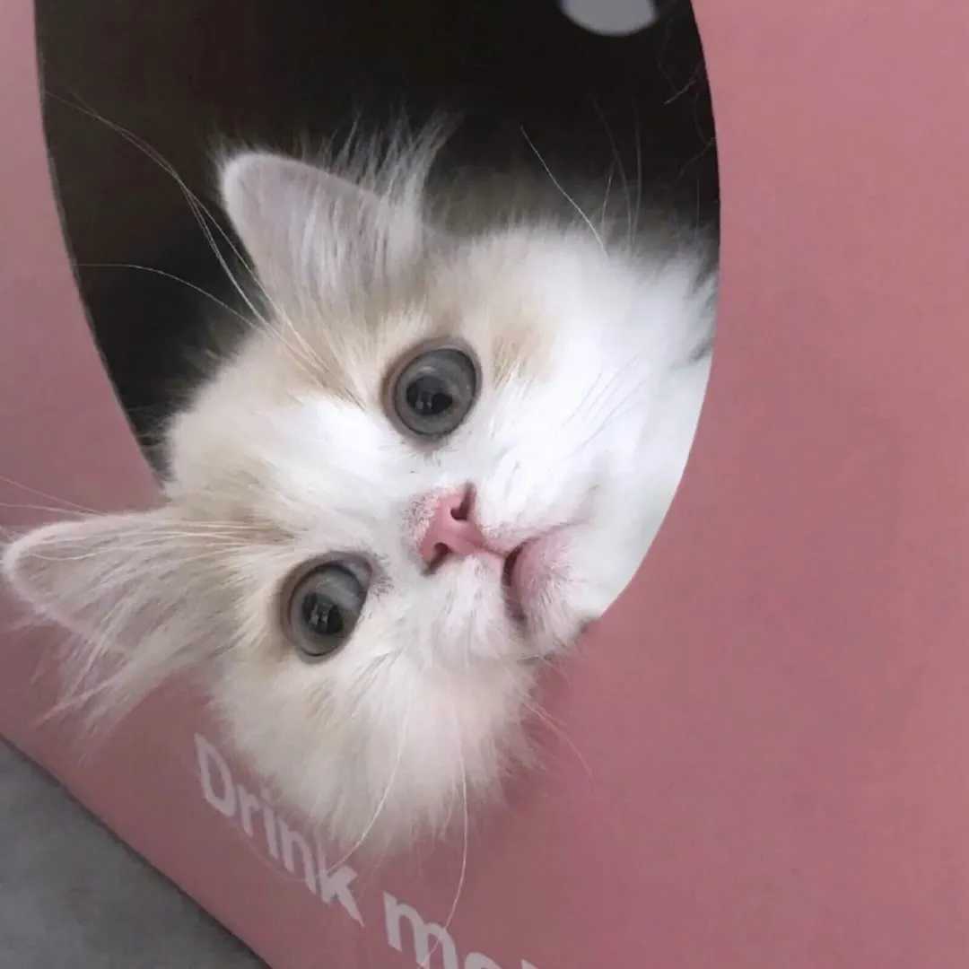 可爱宠物猫猫头像