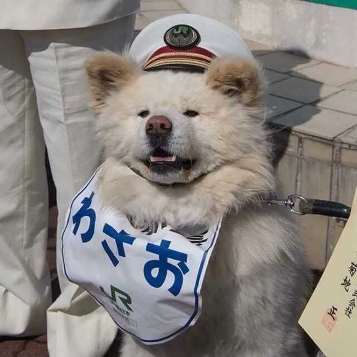 可爱宠物猫猫头像
