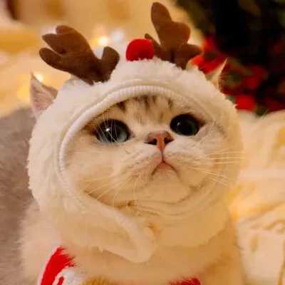 圣诞节猫猫头像