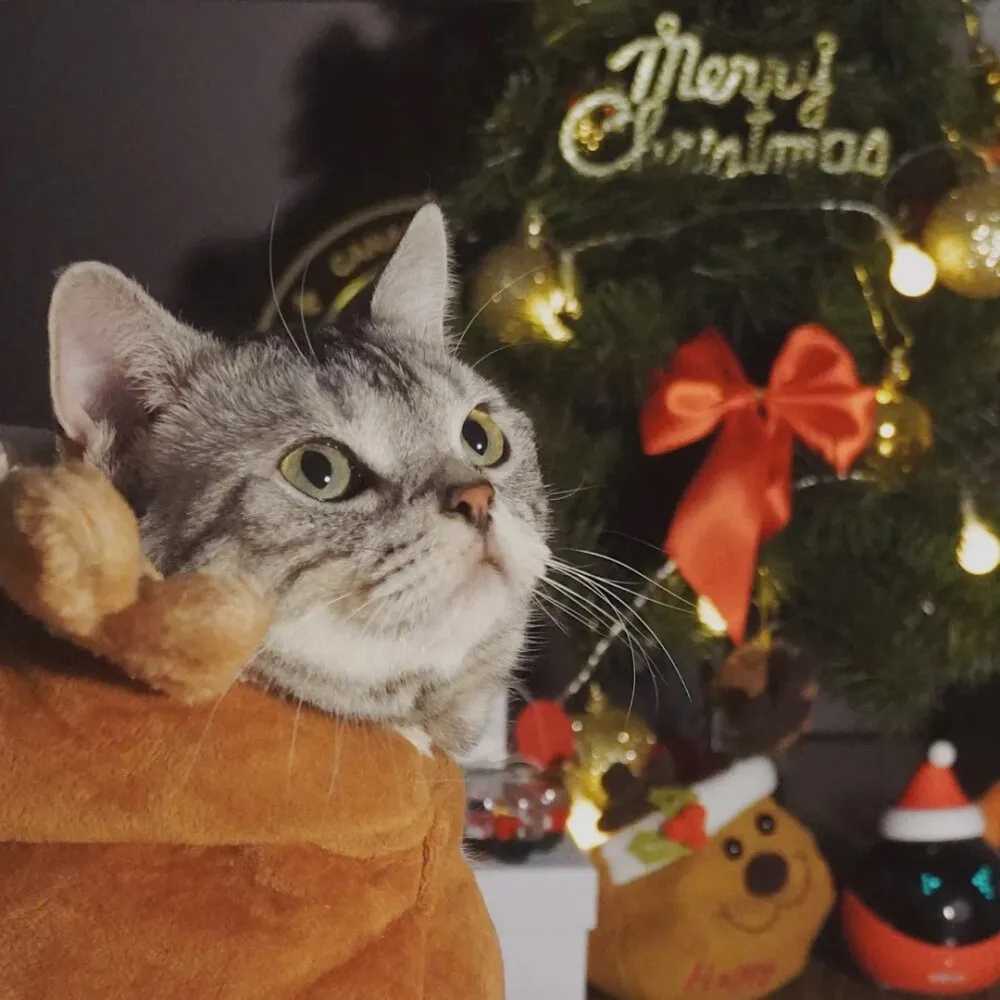 圣诞节猫猫头像